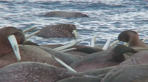 Walrus watches sleepers Stock Footage