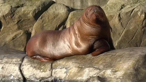 Walrus zoo splash Stock-Footage 271347537