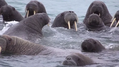 Walruses in Arctic waters Stock Footage 76223245