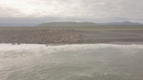 Walruses on the background of mountains Stock Footage 95629648