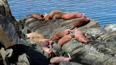 Walruses Basking in the Sun, HD Stock Footage 149019021