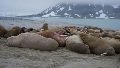 Walruses on the beach. 스톡 동영상 340921124