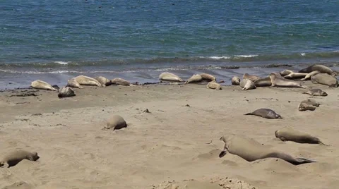 Walruses on the coast sunbathing Stock Footage 34272515
