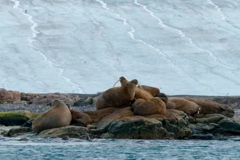 Walruses colony Stock Photos