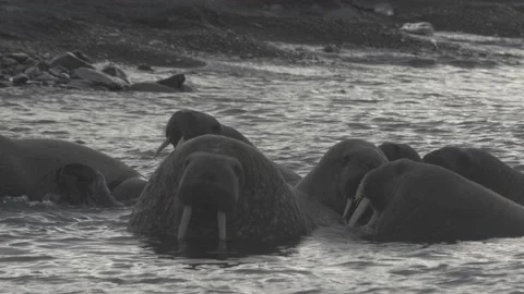 WALRUSES Stock Footage 152183973