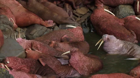 Walruses Gather in Alaska, HD Stock Footage 149019094