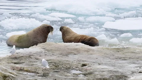 Walruses on ice flow in Arctica Stock Footage 151210124