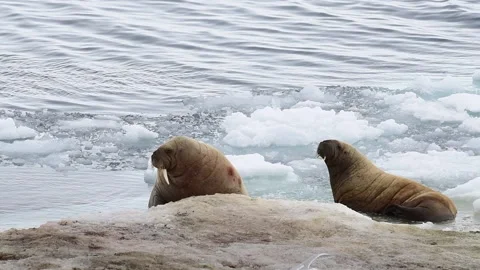 Walruses on ice flow in Arctica Video stock 151210967