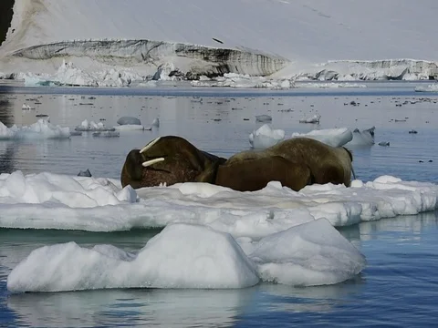 Walruses on ice flow Stock Footage 81304464
