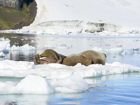 Walruses on ice flow Stock Footage 81305200