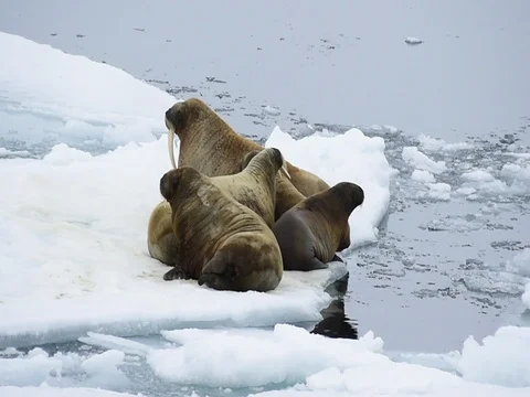 Walruses on ice flow Vídeo Stock 81308594