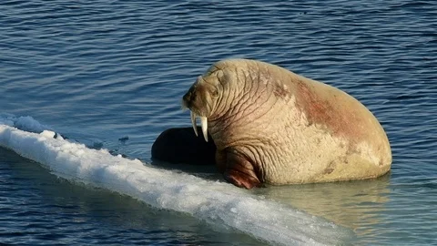 Walruses on ice flow Stock Footage 92441500