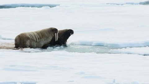Walruses on ice flow Stockbeeldmateriaal 92455768