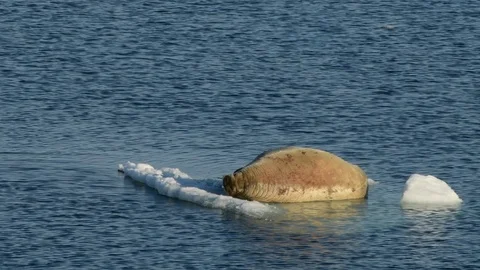 Walruses on ice flow Stock Footage 92931114