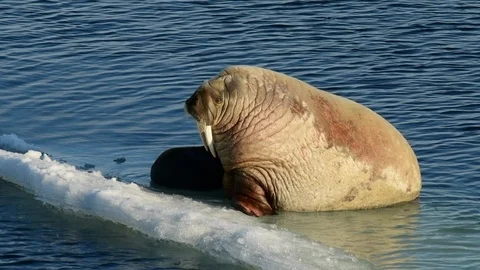 Walruses on ice flow Stock Footage 92940421