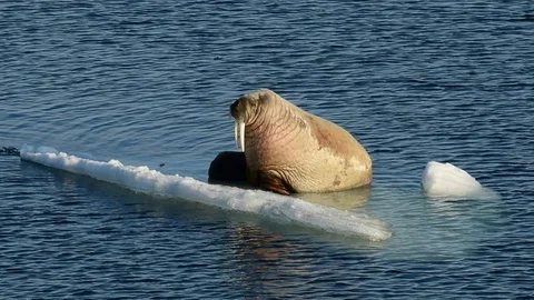 Walruses on ice flow Stock Footage 92941634