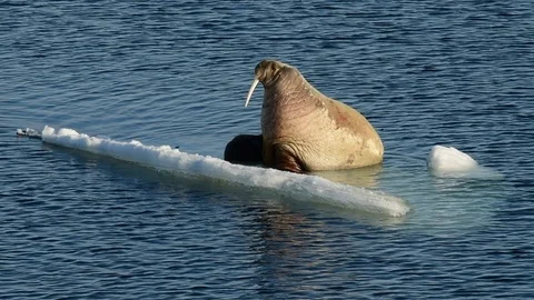 Walruses on ice flow Stock Footage 100605294