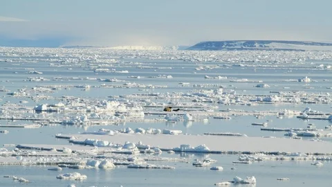 Walruses on ice flow Stock Footage 100605547