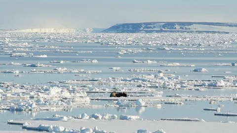 Walruses on ice flow Stock Footage 100623261