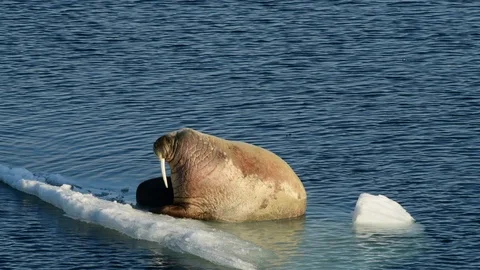 Walruses on ice flow Stockbeeldmateriaal 100666200