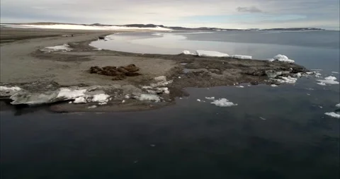 Walruses Resting on Arctic Shoreline Drone Shot 4k Melting Sea Ice Stock Footage 338263360