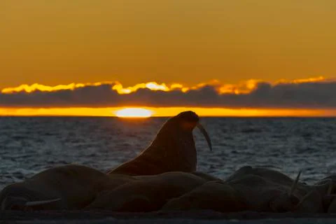 Walruses at sunset Stock Photos