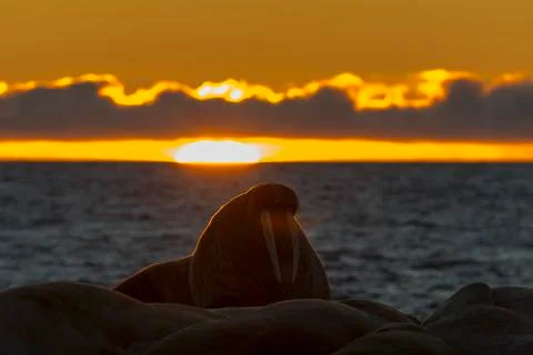 Walruses at sunset Stock Photos