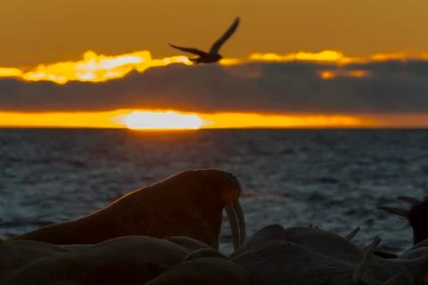 Walruses at sunset Stock Photos