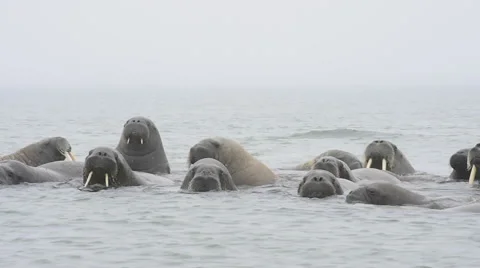 Walruses in the water Stock Footage 68379941