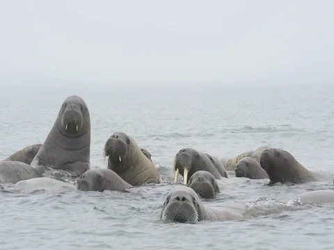 Walruses in the water Stock Footage 81308529