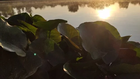 Walter lily at sunrise Stockbeeldmateriaal 127593379