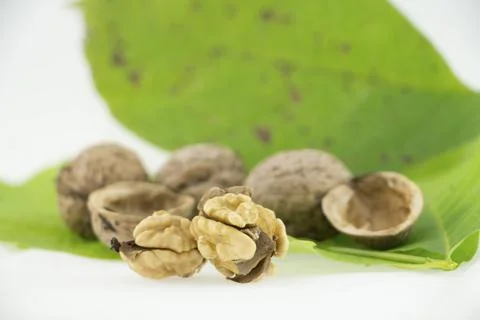 Waluts with shell and leaves in background Stock Photos