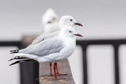Walvis bay, Namibia Stock Photos