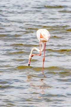 Walvis bay, Namibia Stock Photos