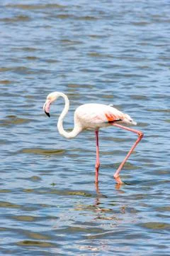 Walvis bay, Namibia Stock Photos