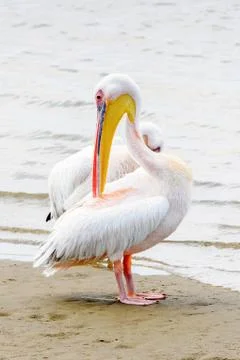 Walvis bay, Namibia Stock Photos