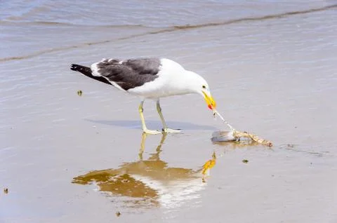 Walvis bay, Namibia Stock Photos