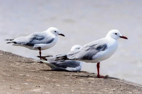 Walvis bay, Namibia Stock Photos