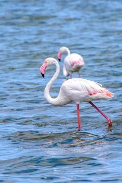 Walvis bay, Namibia Stock Photos