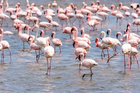 Walvis bay, Namibia Stock Photos