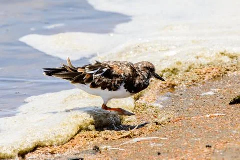 Walvis bay, Namibia Stock Photos