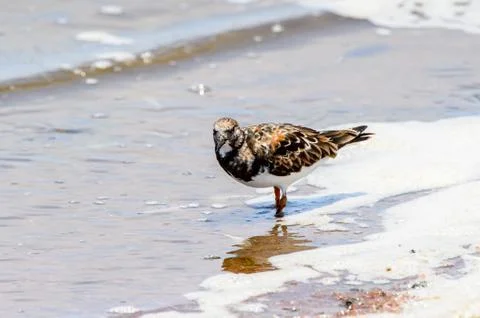 Walvis bay, Namibia Foto stock