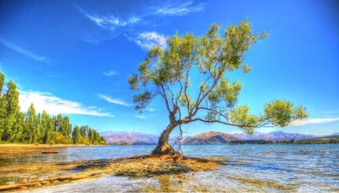 Wanaka Lake Tree Stockfoto's
