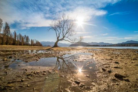 Wanaka lake tree Stock Photos
