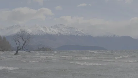 The Wanaka Tree 4k Video stock 124509341