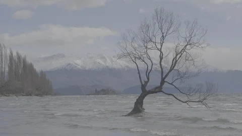 The Wanaka Tree 4k Stock Footage 124509648