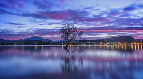 That Wanaka Tree at dawn Stock Footage 62769809