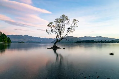 Wanaka Tree at Dawn Stock Photos