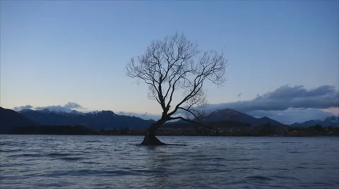 Wanaka tree at dusk Stock Footage 69039154