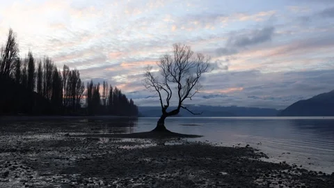 Wanaka tree Stock Footage 280891412